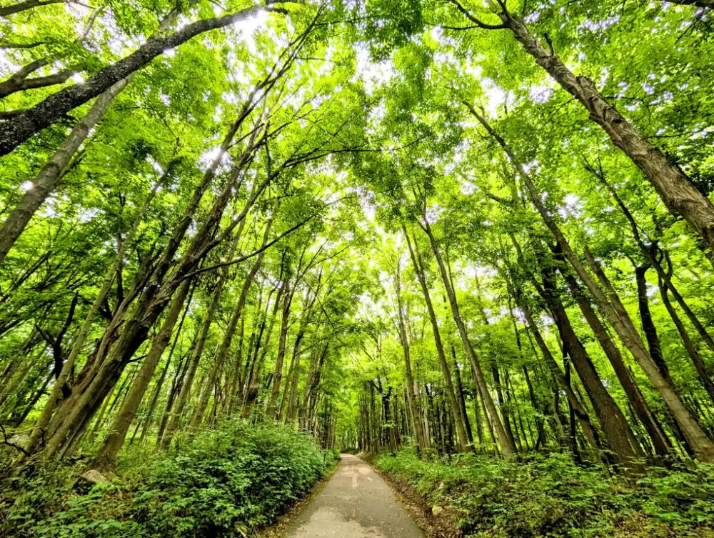 Forest Trail